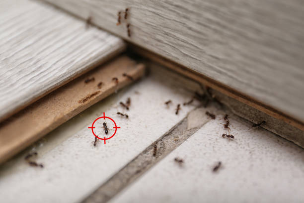 Insect Control in Camden, AL